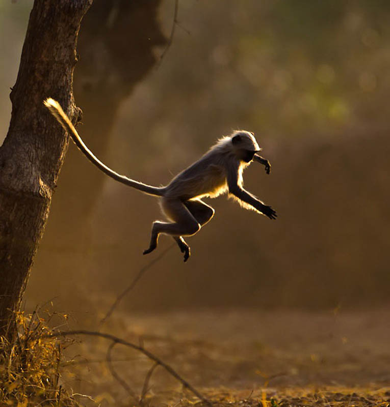 Фотография: Животные в полете №18 - BigPicture.ru