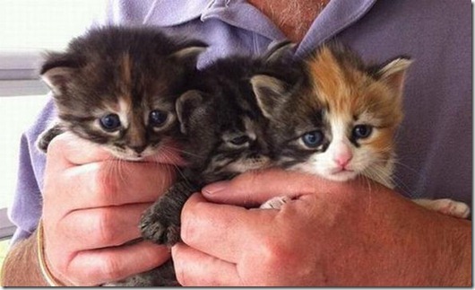 Полная Котовасия! Полная Котовасия! смешные картинки