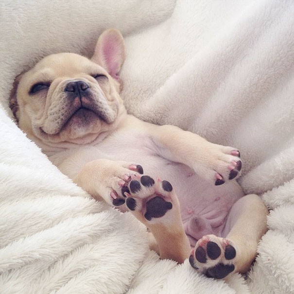 милый маленький бульдог