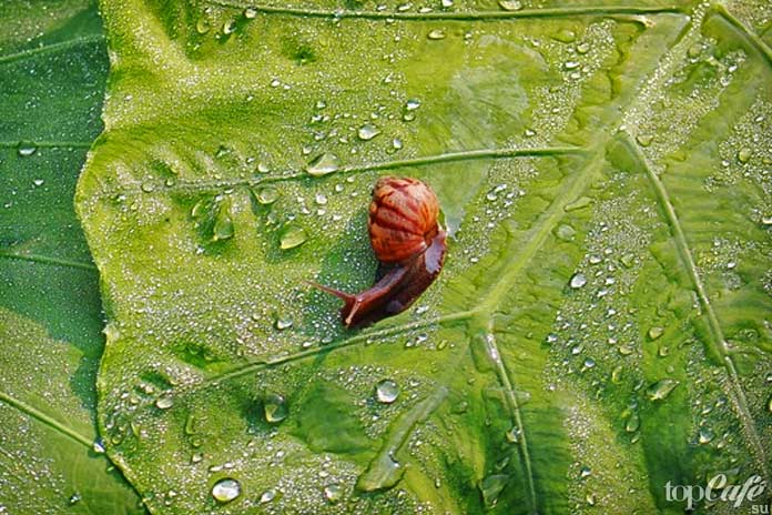 Интересные факты об улитках: Утоление жажды