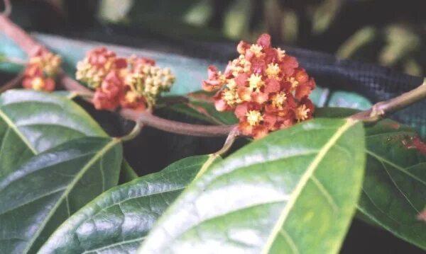 Не только ипомея и шалфей: список запрещенных на даче растений растение, России, растения, вещества, содержит, сорта, семена, содержат, семейства, растений, поэтому, участке, этого, штраф, грозит, именно, выращивать, нашей, многие, внимание