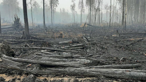 Власти: причиной природных пожаров в Марий Эл стал человеческий фактор