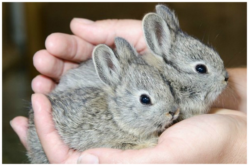 Самая мелкая порода кроликов называется Little Idaho или кролик — пигмей. Вес взрослой особи максимально достигает всего 450 грамм, а длина составляет от 22 до 35 сантиметров интересное, кролик, опасность, породы, факты