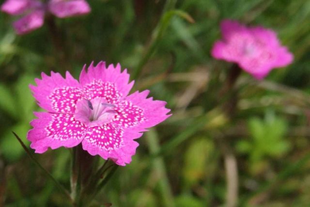 Такая разная гвоздика: 10 уникальных видов для вашего цветника дача,сад и огород,садоводство,цветоводство