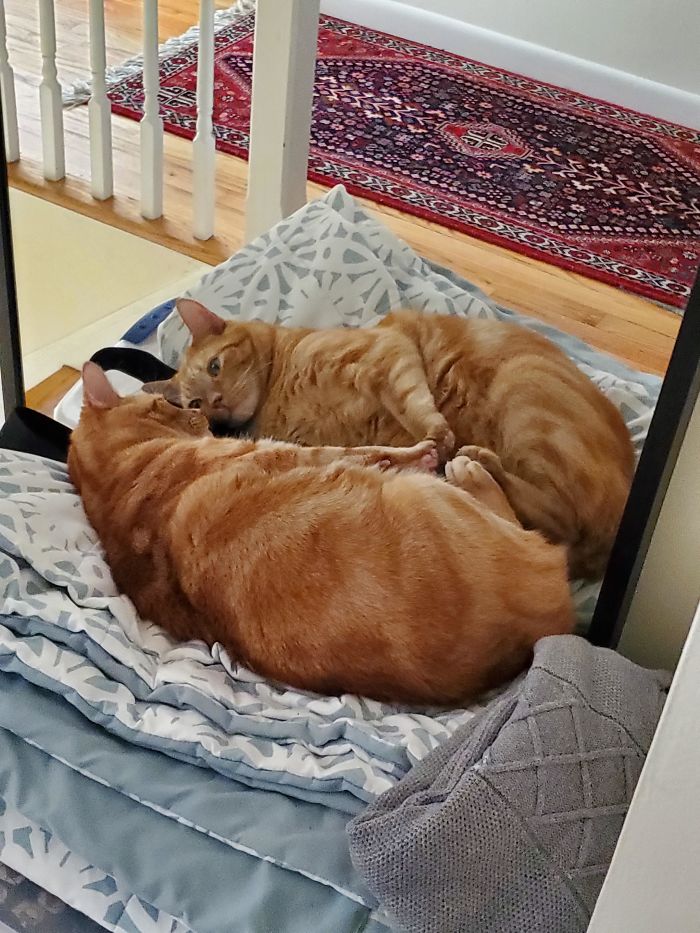 рыжий кот смотрит в зеркало