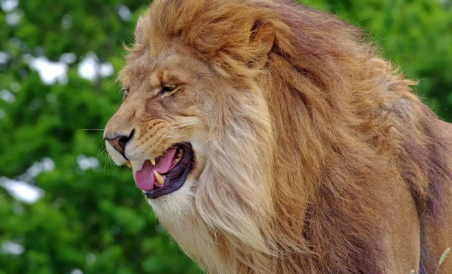 Видео: как мяукают львы, тигры и другие большие кошки