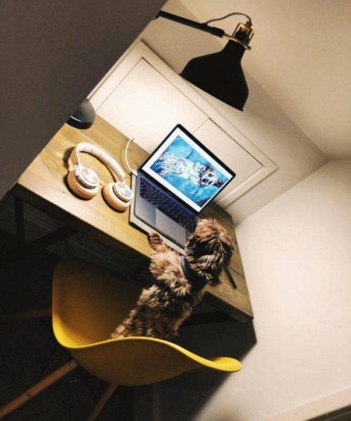 Фотоприколы с животными, которые поднимут настроение Фотоприколы с животными, которые поднимут настроение mir-interes.info