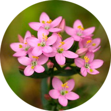 Золототысячник в составе АлкоПроста