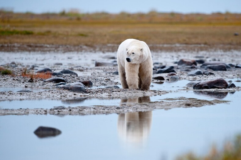 Вероятные последствия глобального потепления Вероятные последствия глобального потепления глобальное потепление,климат,последствия,природа