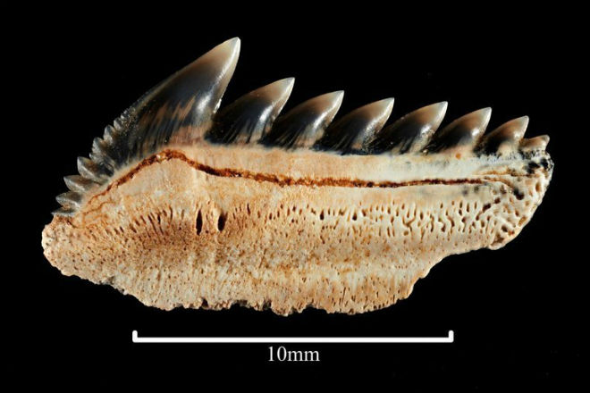 На пляже Австралии нашли зубы гигантской акулы Австралия,акула,зуб,мегалодон,океан,палеонтология,Пространство