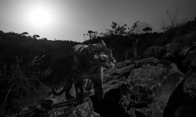 Британскому фотографу удалось заснять редчайшего чёрного леопарда — впервые за последние сто лет супер