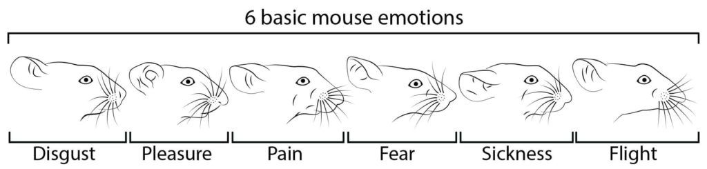 Ученые показали как улыбаются мыши Культура