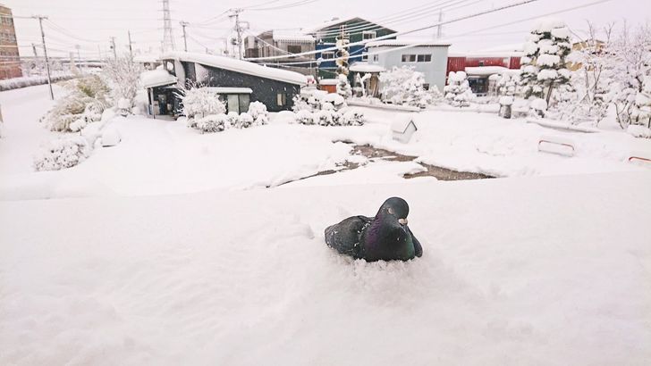 Сюрпризы японской зимы зима,снег,Япония
