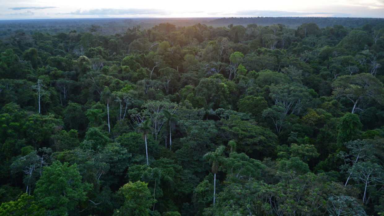 Вырубка на 200 километров в Амазонии