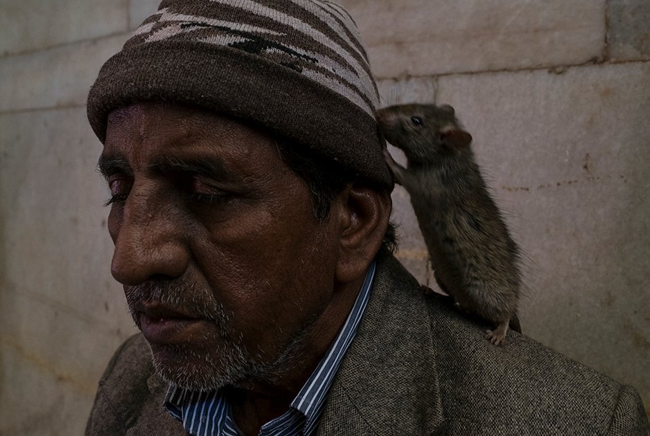 Крыса на паломнике — чрезвычайно добрый знак/ © lenta.ru