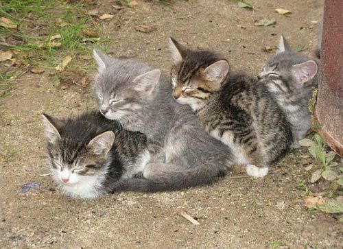коты смешно спят, коты кошки спят в смешной позе, коты и кошки спящие смешное