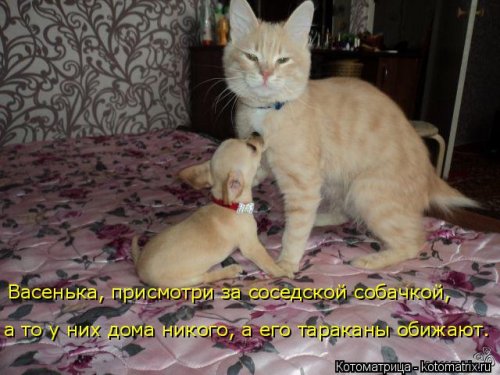 Свежая котоматрица (26 фото)
