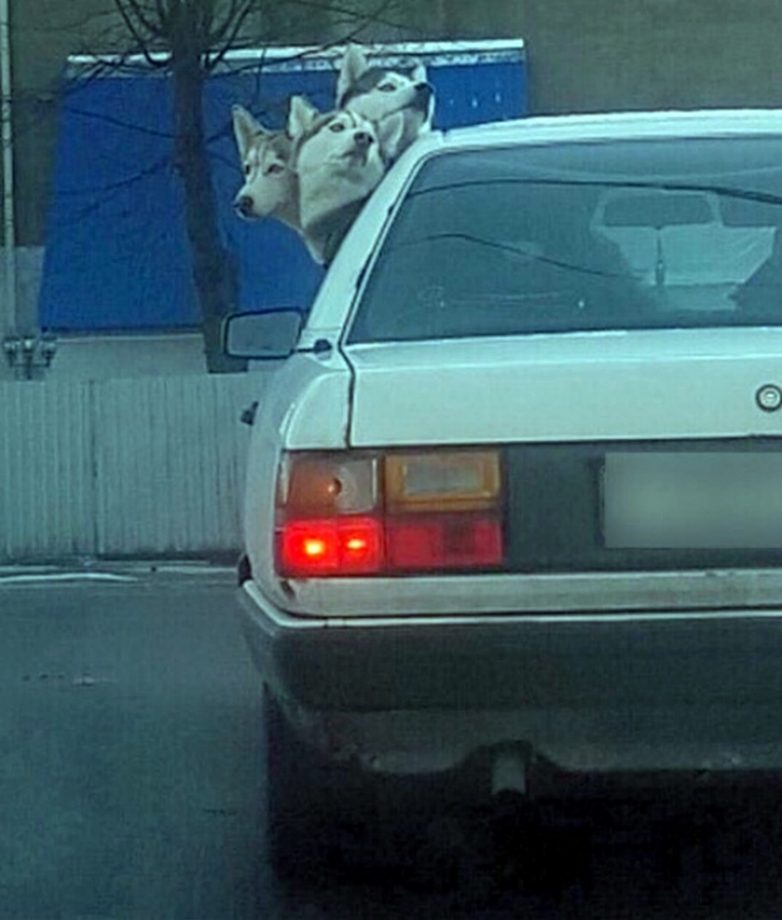 17 случайных кадров, при взгляде на которые невозможно не улыбаться 