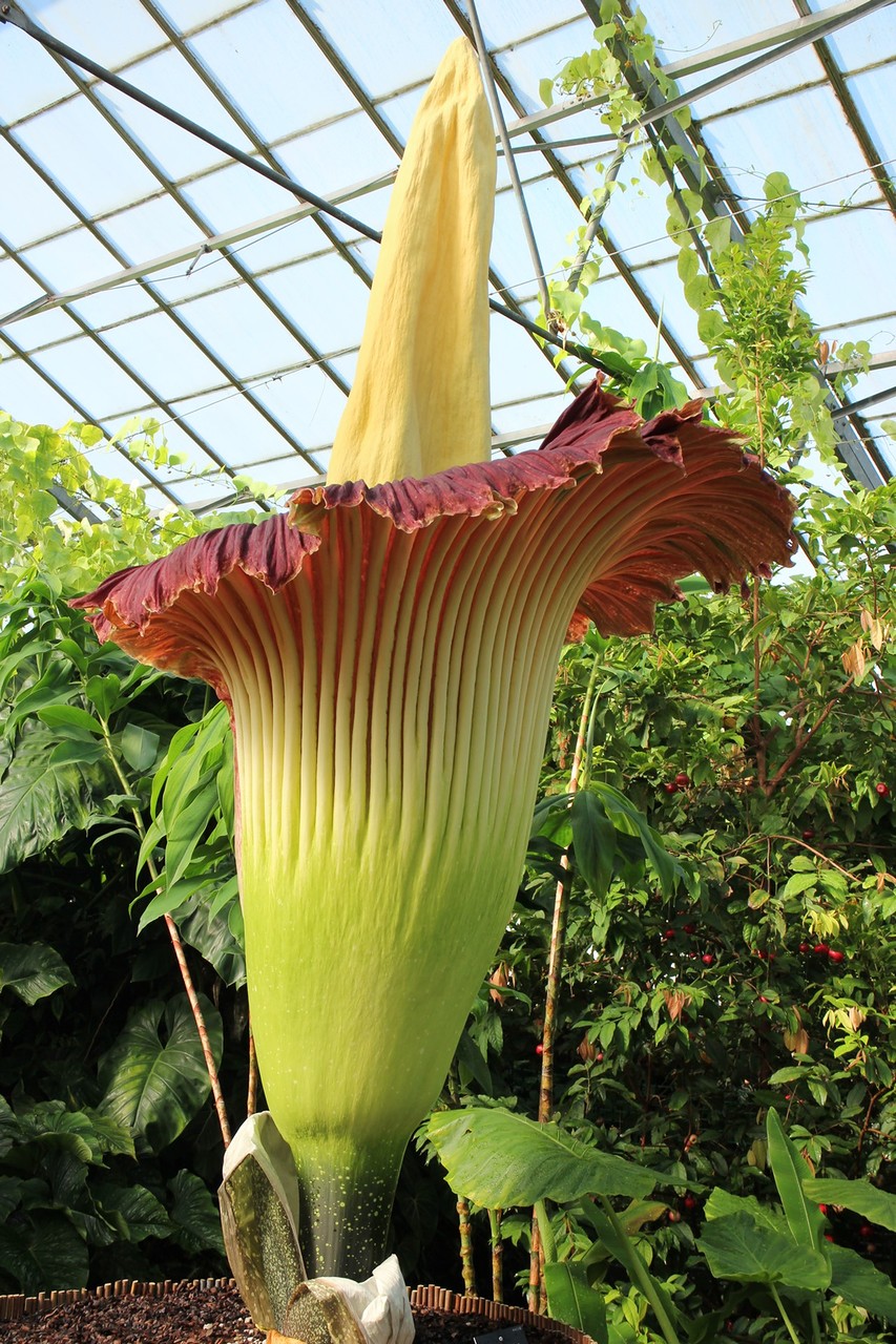 Самый большой и самый вонючий Аморфофаллус (Amorphophallus)