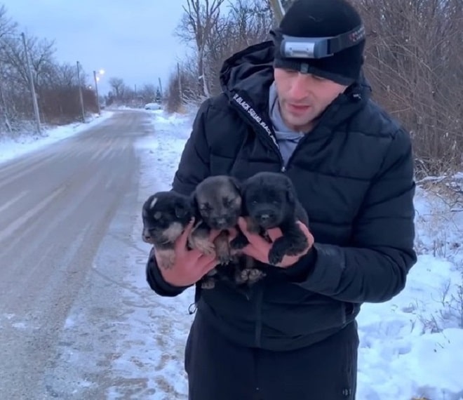 Щенки в руках