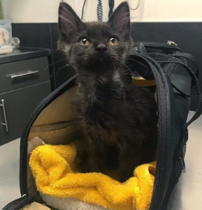 Котенок в сумке