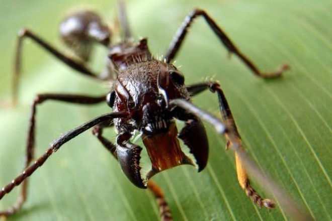 Муравей-пуля: самый опасный в мире муравей-пуля