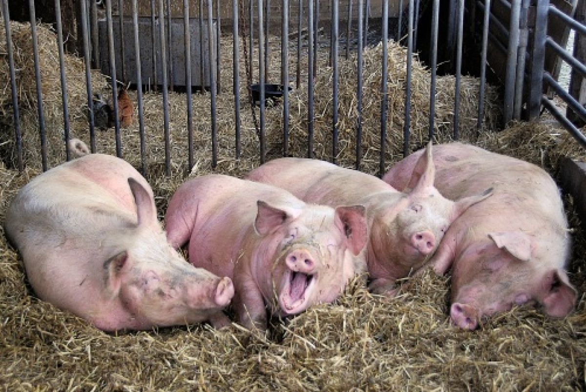 Африканская чума: в зоне риска 3 миллиона украинских свиней