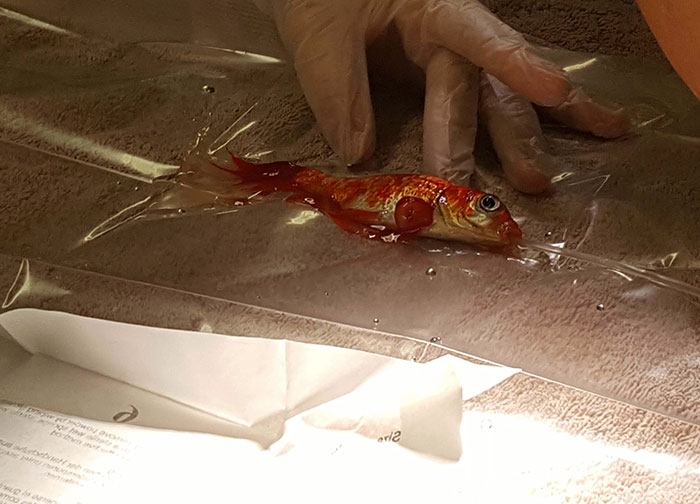 20-year-old-goldfish-tumour-surgery-1