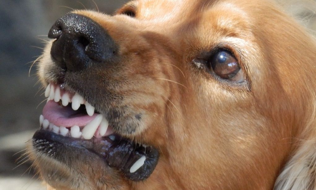 Мужчина выстрели в агрессивного пса из светошумового пистолета под Ялтой Происшествия
