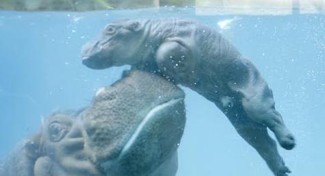 Где рождаются бегемоты? Бегемоты рождаются под водой?