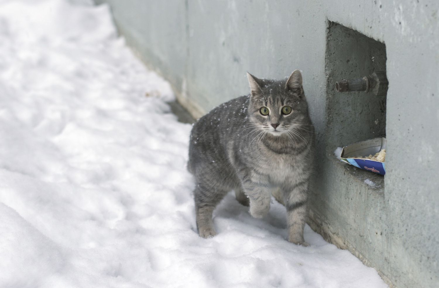 Бездомный кот на даче зимой