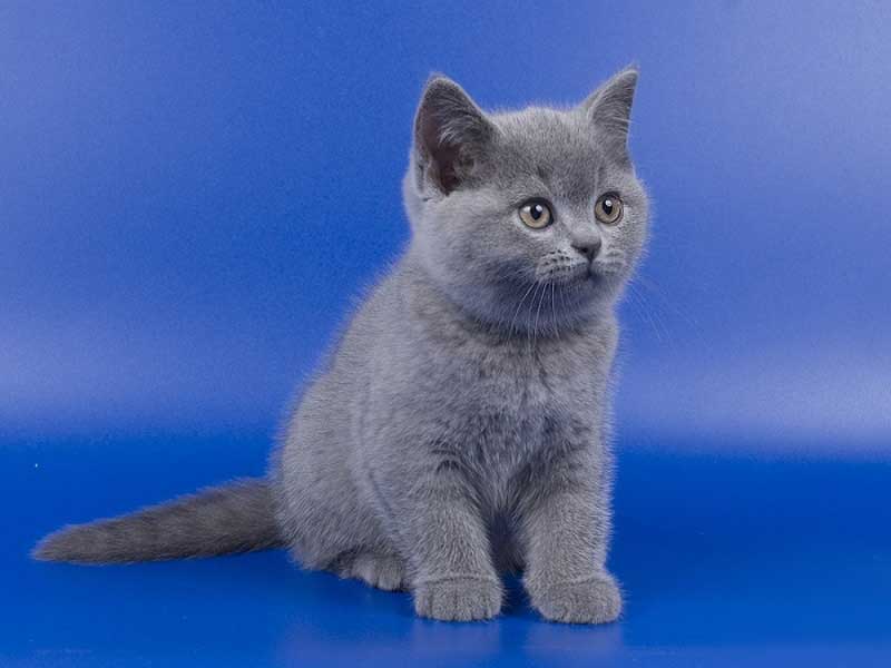 всегда можете британский короткошерстный котенок фото большое