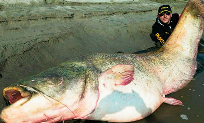 Огромный сом из мутной реки: 300 кг веса и 3 с половиной метра в длину животные,Природа,Пространство,рекорд,рыбалка,сом