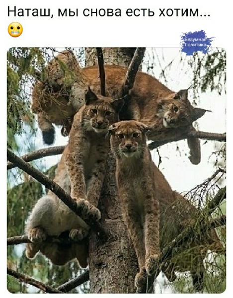 Думаю, что мы едва ли не последнее поколение, выросшее на натуральной здоровой пище... Думаю, что мы едва ли не последнее поколение, выросшее на натуральной здоровой пище... Истории из жизни,позитив,эту страну не победить