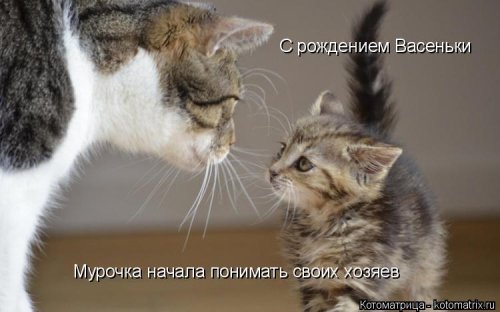 Лучшая котоматрица недели  позитив,приколы,смешные картинки