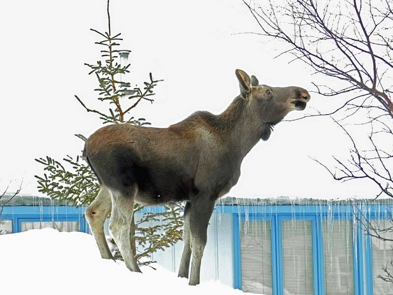 Лось — лесной исполин. Красивые фотографии лосей животные