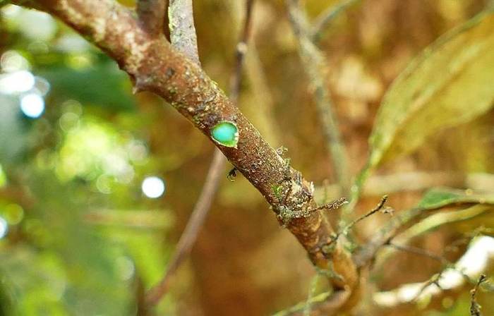 Поразительное дерево, источающее металл Поразительное дерево, источающее металл жизненное