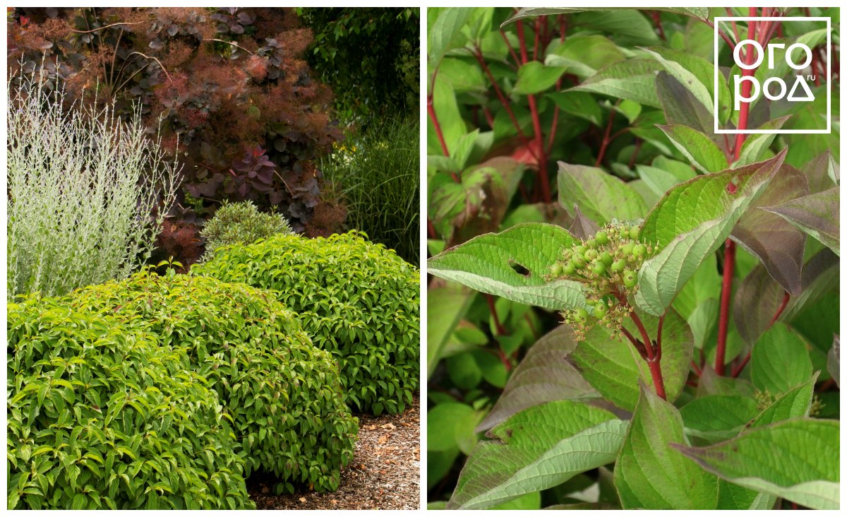 Дерен отпрысковый (Cornus sericea, C. stolonifera) Келсеи и Инсанти