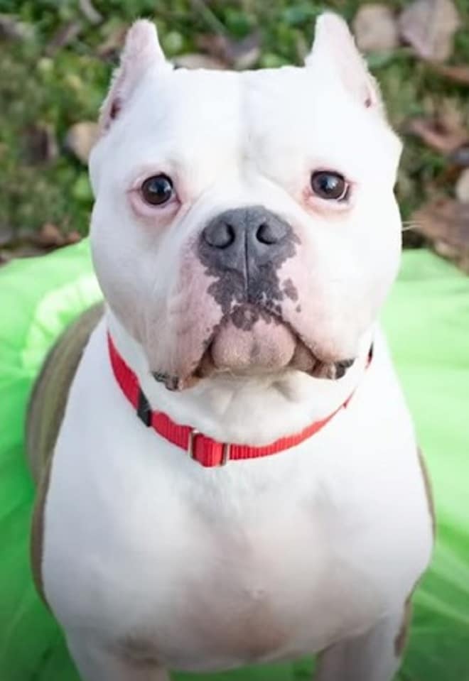 Собака стоит