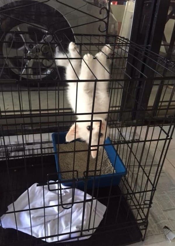 Ироды! Сатрапы! Свободу котикам! животные, кошки, смешно, фото
