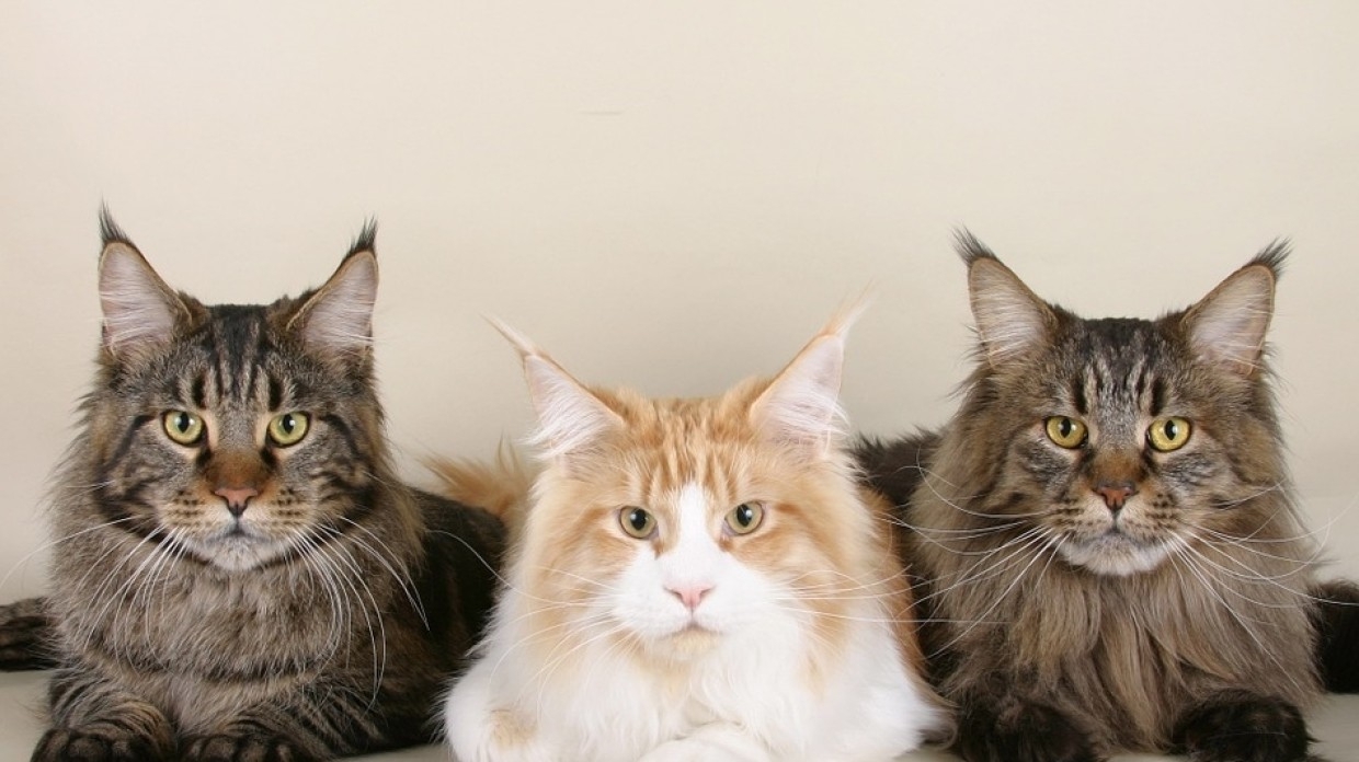 Американские ученые выяснили, что кошки не любят напрягаться для получения еды Общество