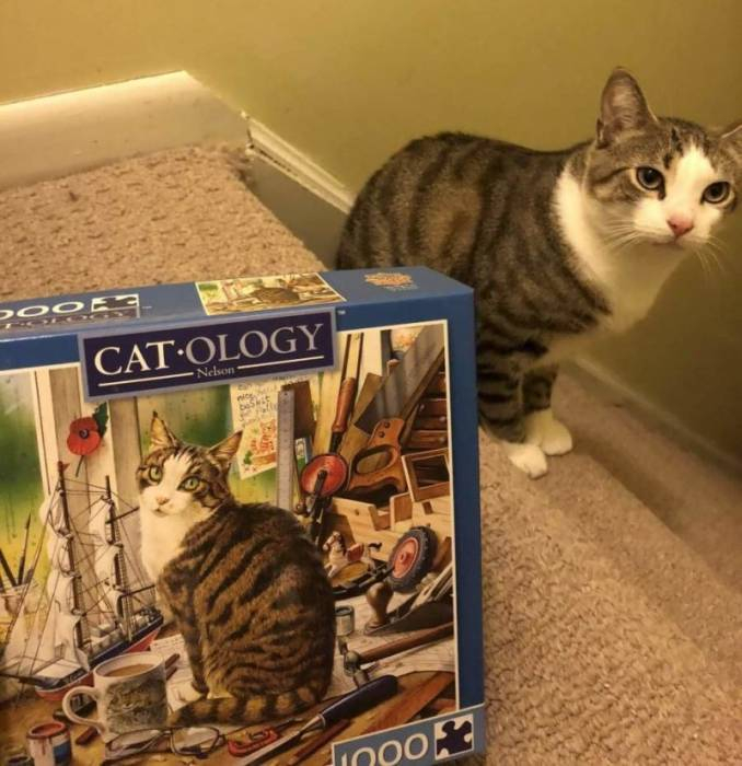 Пусть он ходит везде с тобой, там поймешь, кто такой..) веселые картинки