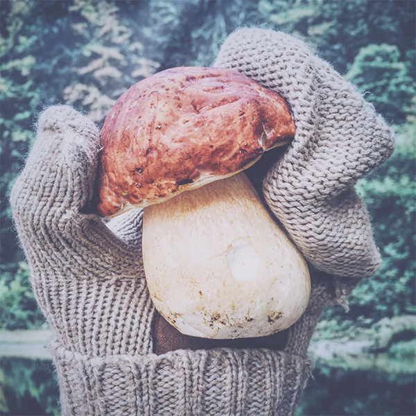 IMG 3364 Лесные суперфуды осени (шиповник, каштан и белые грибы) + рецепты, как их готовить