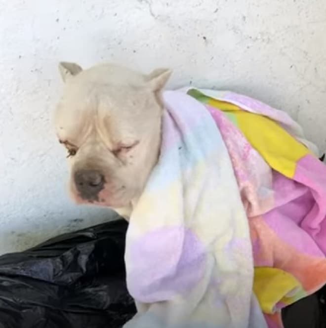 Собака на мусорнике