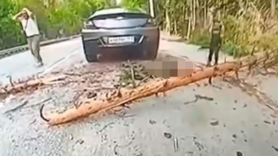В Карачаево-Черкесии пятилетнего ребенка убило упавшим деревом