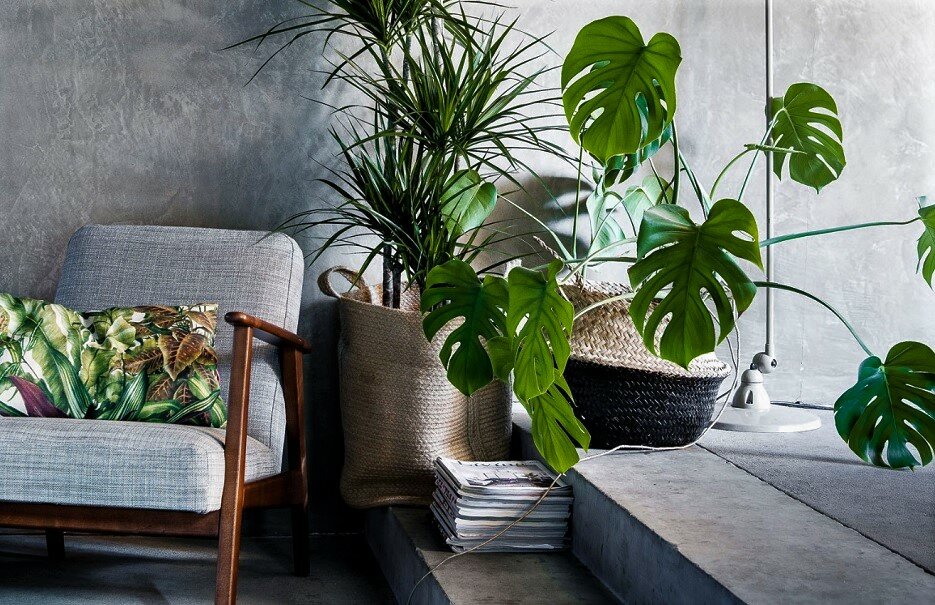 Монстера деликатесная. «Звезда» способная оживить Ваш интерьер в мгновение ока