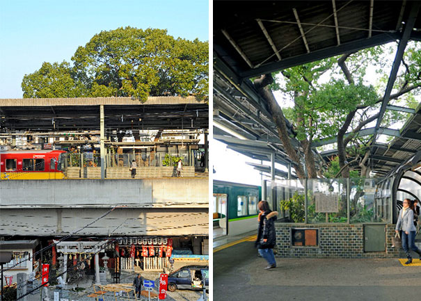 train-station-700-year-old-tree-kayashima-japan-1