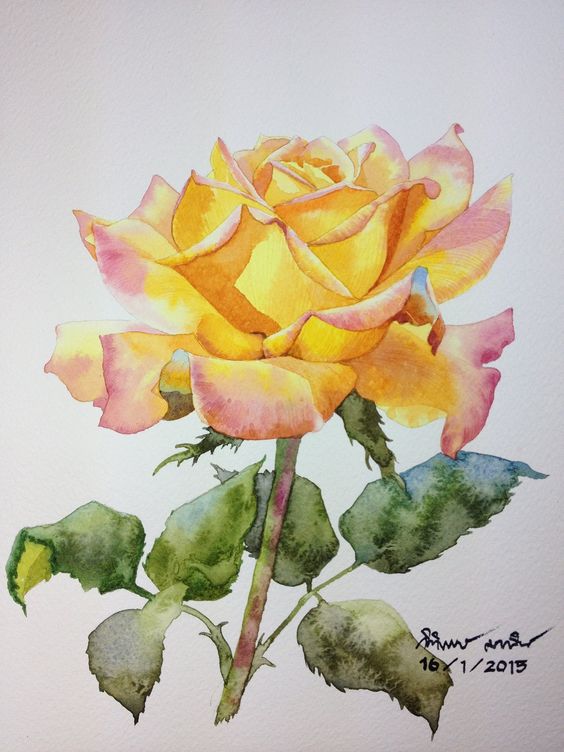 Yellow rose: