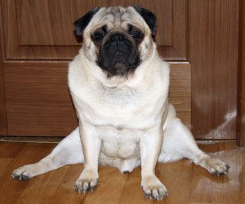 Собаки сидят на шпагате: прикольные фото Собаки сидят на шпагате: прикольные фото