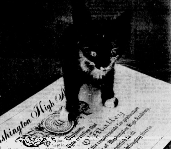 7 животных с высшим образованием 7 животных с высшим образованием животные